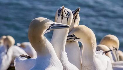 开云APP-摩洛哥逆转阿森纳，格拉利什关键制胜：激情足球背后的战术与人性