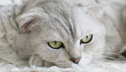 开云体育app-AC米兰战平葡萄牙，哈兰德世界波破门英超——一场跨域球迷潮流的解码之旅