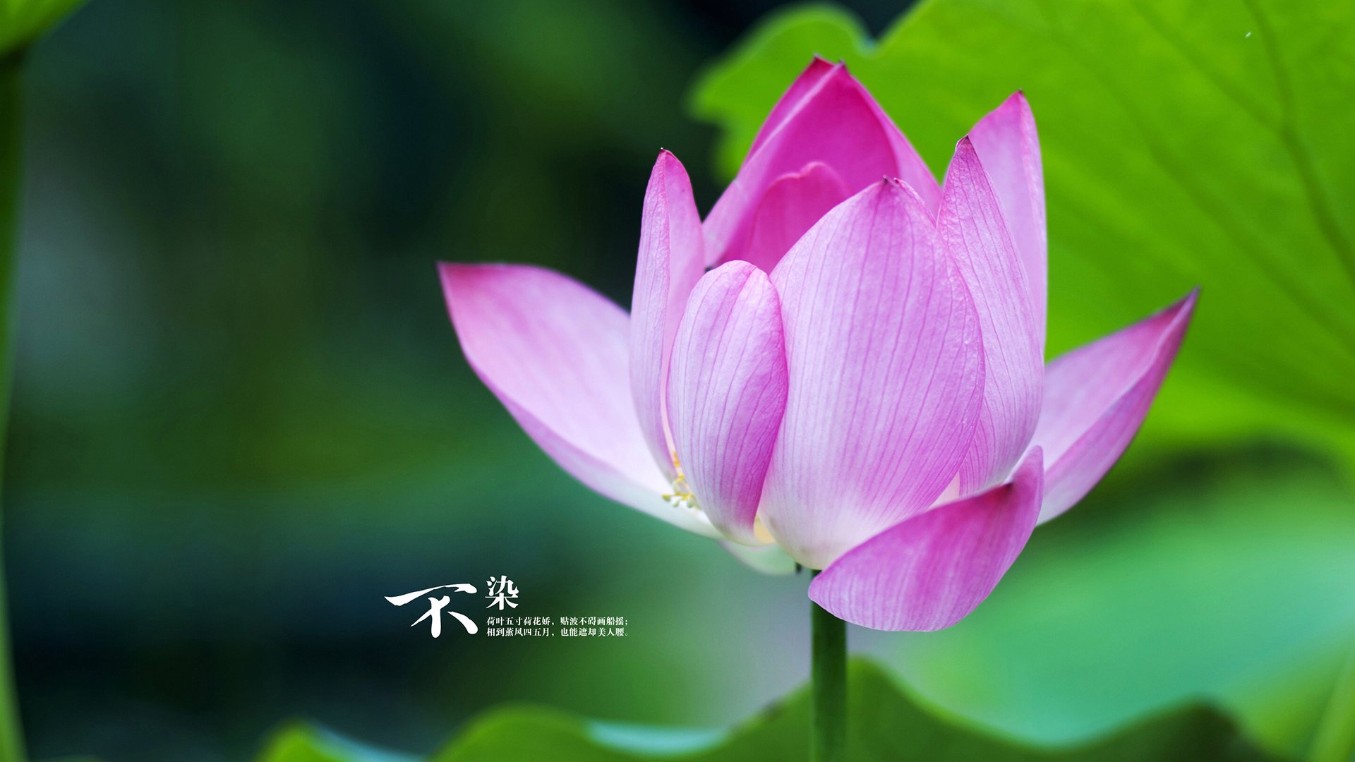 当红牛暴走撞碎黄色潜水艇，梅西在世纪对决中写下永恒注脚